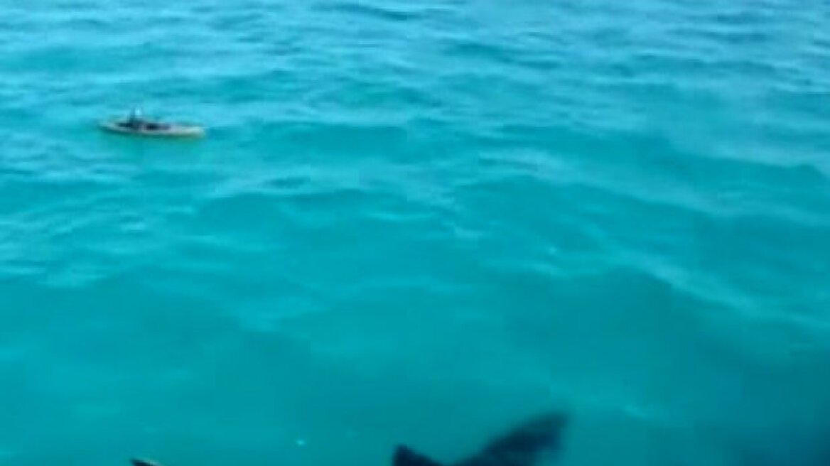 Βίντεο: Γιγαντιαίος καρχαρίας κολυμπά δίπλα σε κανό και «παγώνει» τον κωπηλάτη